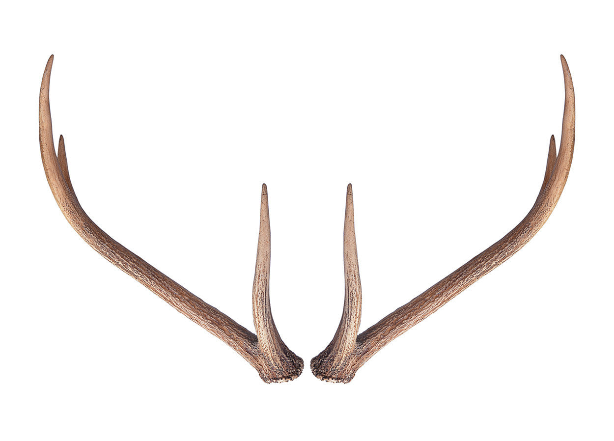 Wall Antlers