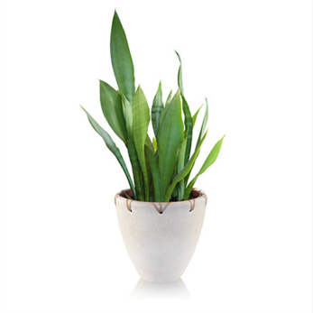 Cheeky Plant
