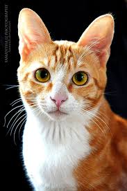 featured image test